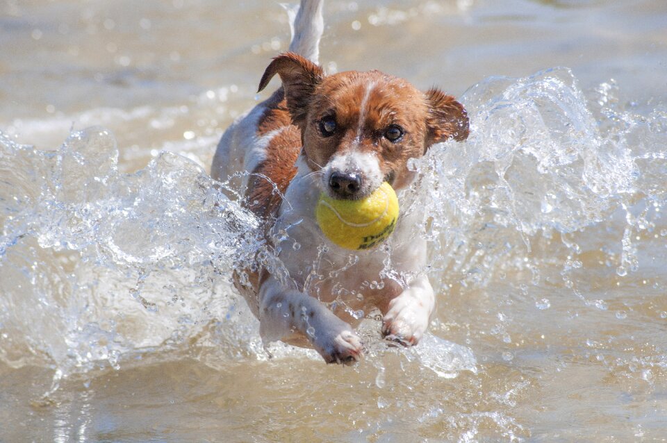 Jack russell water tennis