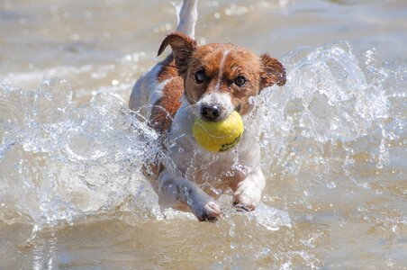 Jack russell water tennis photo