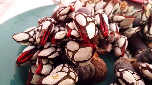 Barnacles seafood gastronomy