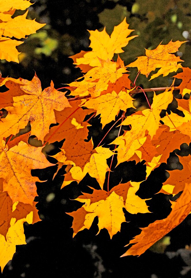 Fall colors colorful highlighted