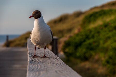 Bird sea animal photo