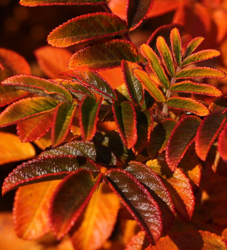 Fall colors colorful highlighted