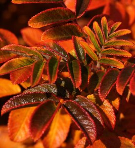 Fall colors colorful highlighted
