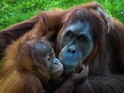 Monkey animal orangutan photo