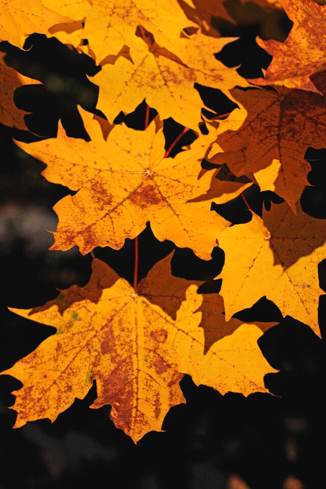 Fall colors colorful highlighted