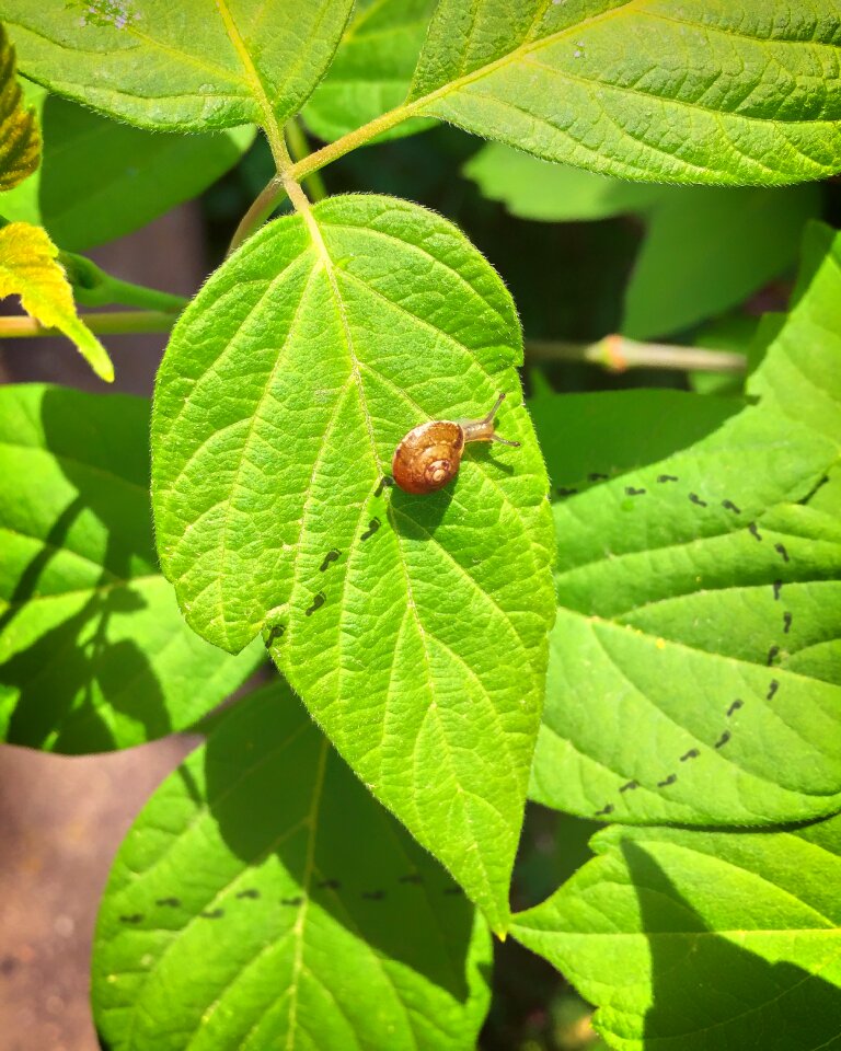 Funny plant nature