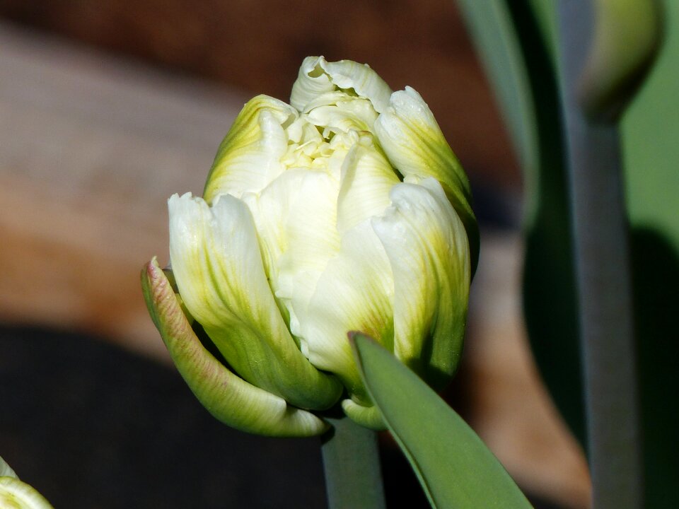 White onion colors