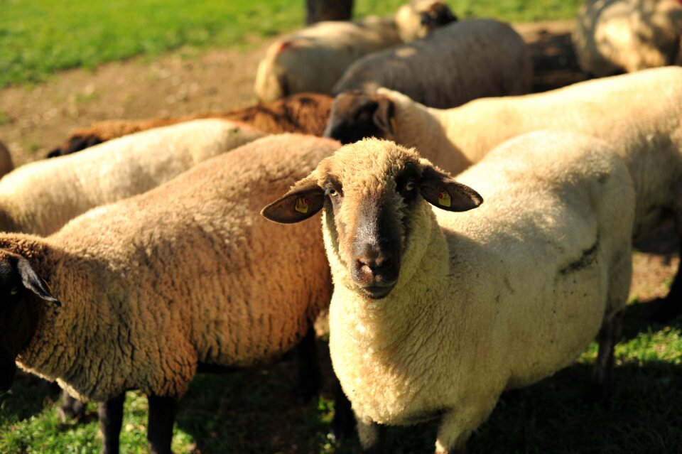 Suffolk sheep weiler-simmerberg the schäferhof rädler