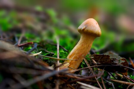 Forest fungus macro photo