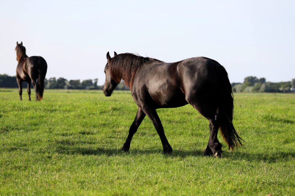 Nature pasture whey