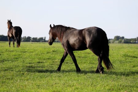 Nature pasture whey