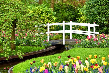 Brook garden flower bed photo