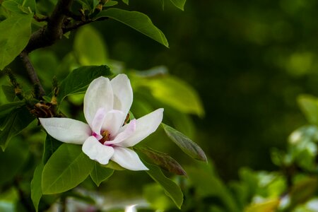 Flower garden spring