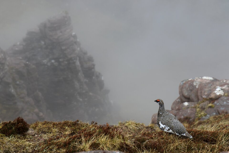 Nature cliffs fog
