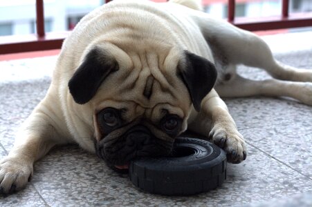 Pug pet cute