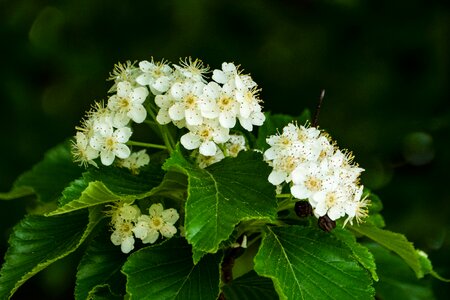 Blossom flower spring