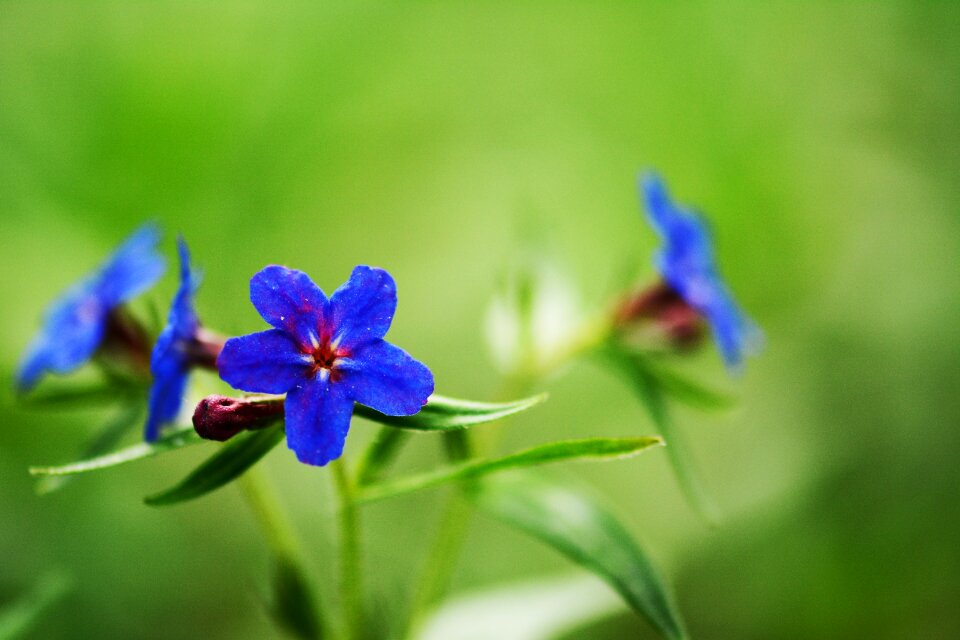 Plant blooming flower wildflower