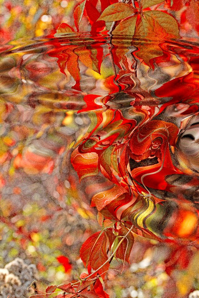 Fall colors colorful highlighted