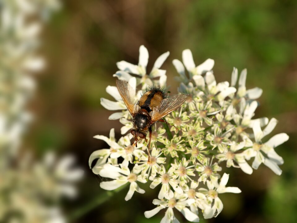 Macro nature animal world