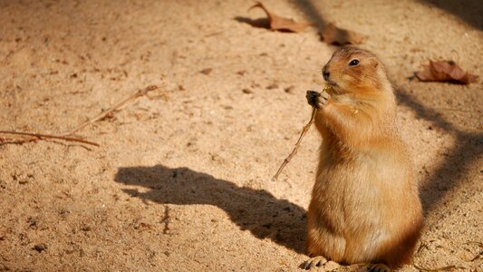 Animals mammals cute