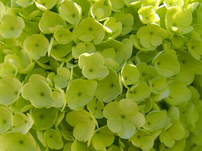 Spring bush ornamental