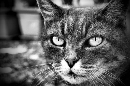 Gray wild portrait