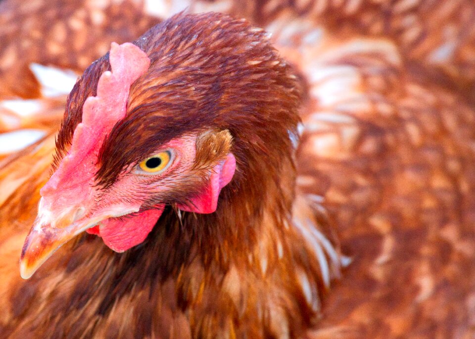 Hen cattle free running
