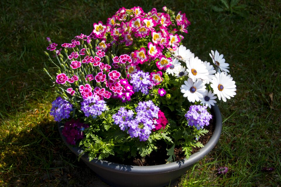 Plant flowerpot garden