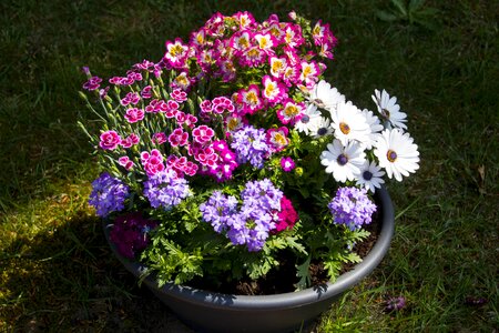 Plant flowerpot garden photo