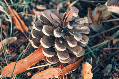 Tap close up nature photo