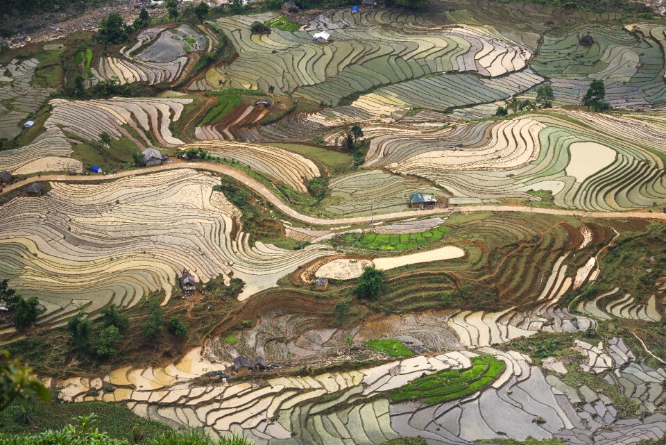 Vietnam rice season