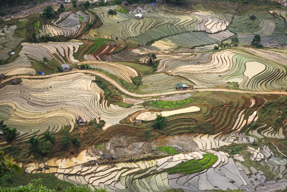 Vietnam rice season photo