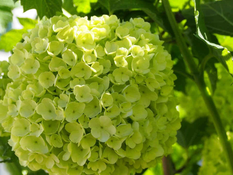 Spring bush ornamental