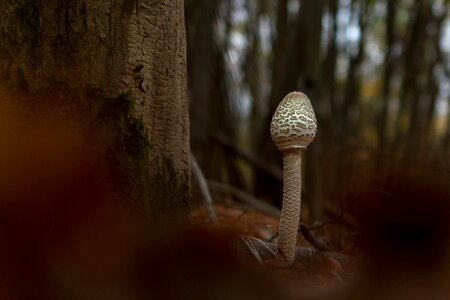 Nature autumn fungus photo