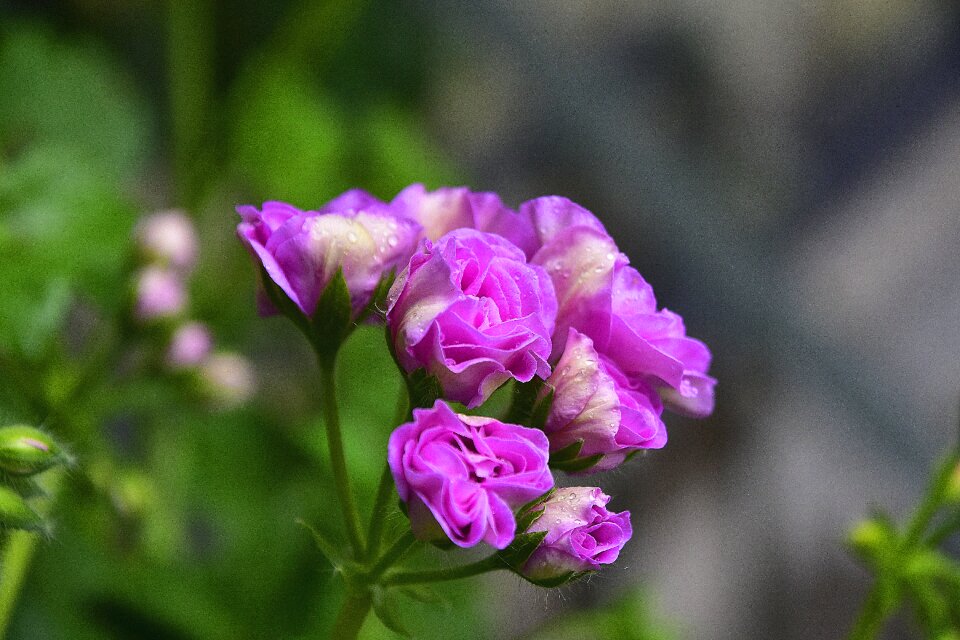 Nature wild flowers plant