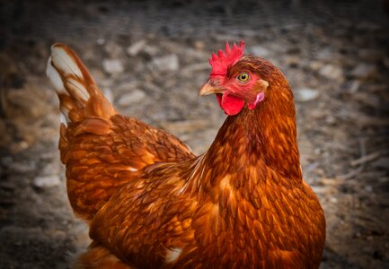 Animal poultry agriculture
