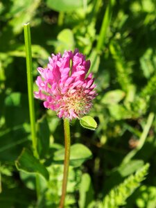 Purple pointed flower red clover