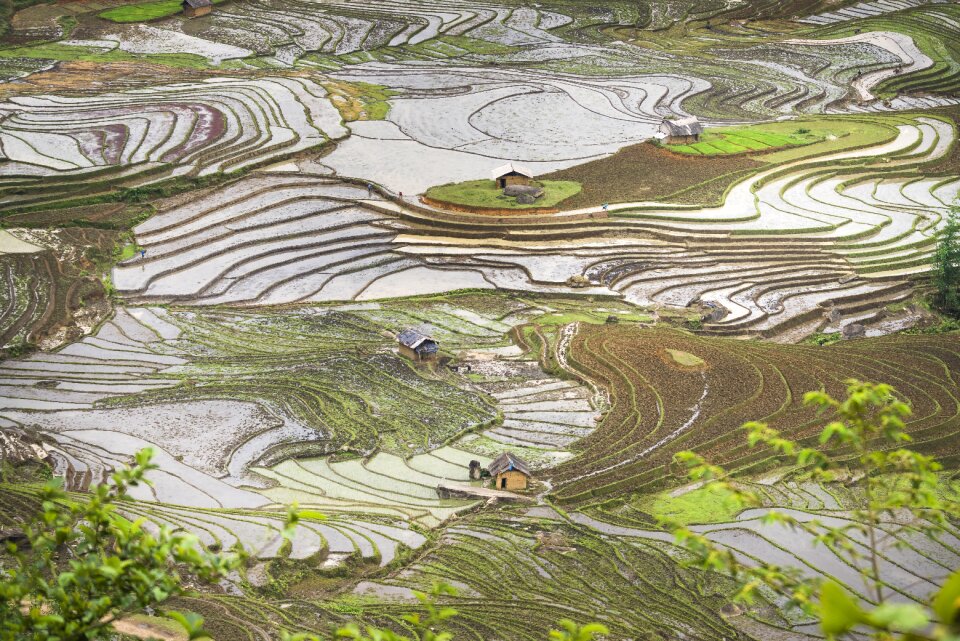 Vietnam rice season