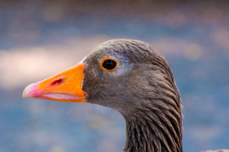 Animal world poultry waterfowl