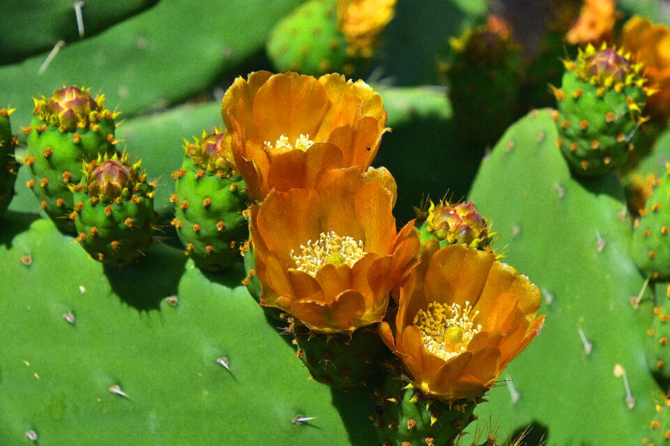 Nature wild flowers plant