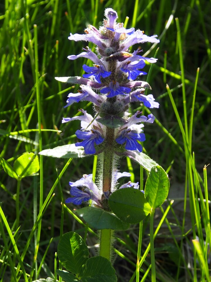 Blue flower blue flowers
