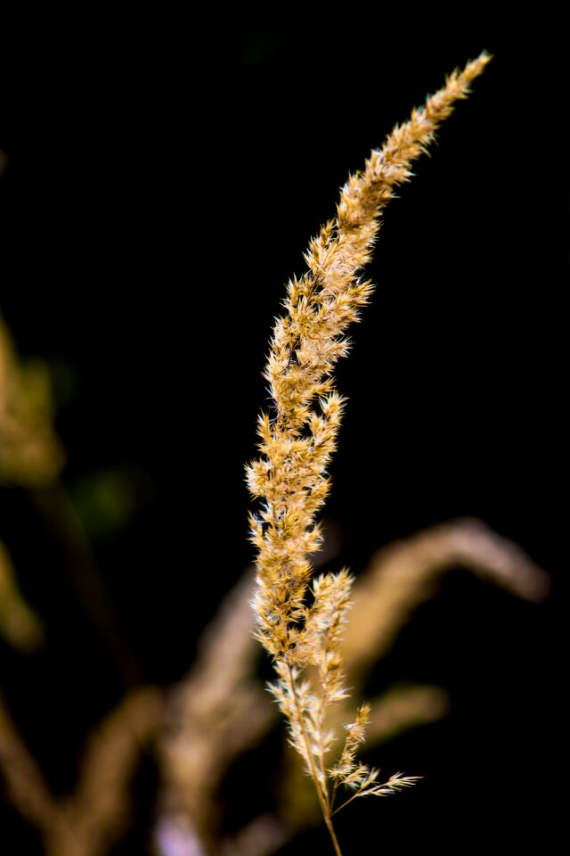Plants winter garden