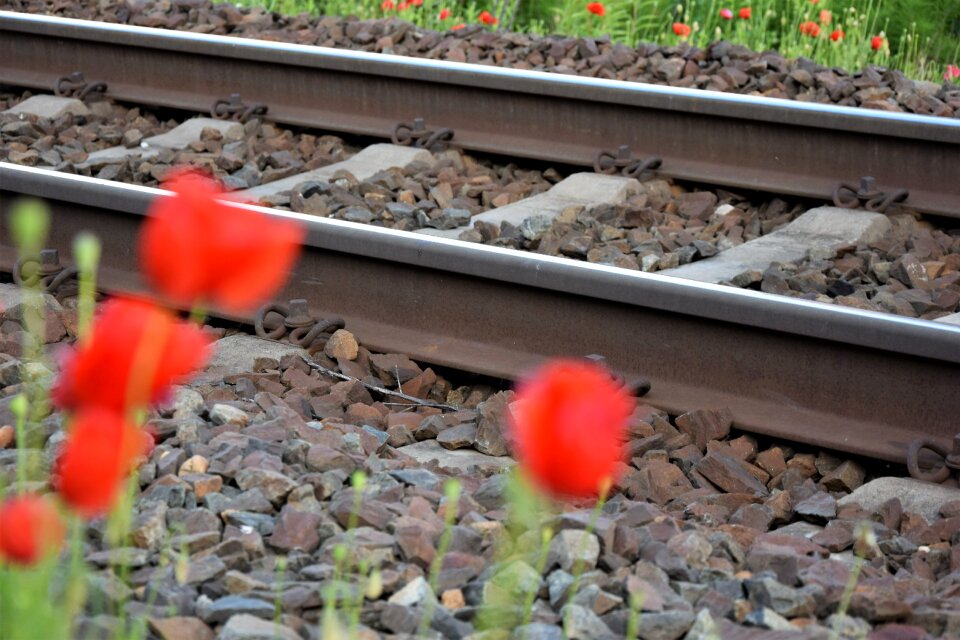 Touching spring bloom
