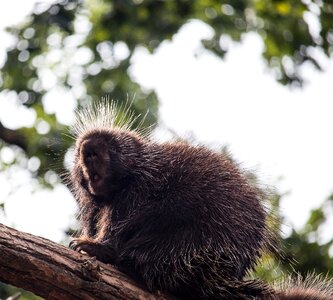 Animal world rodent porcupine photo