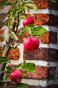 Healthy red kernobstgewaechs