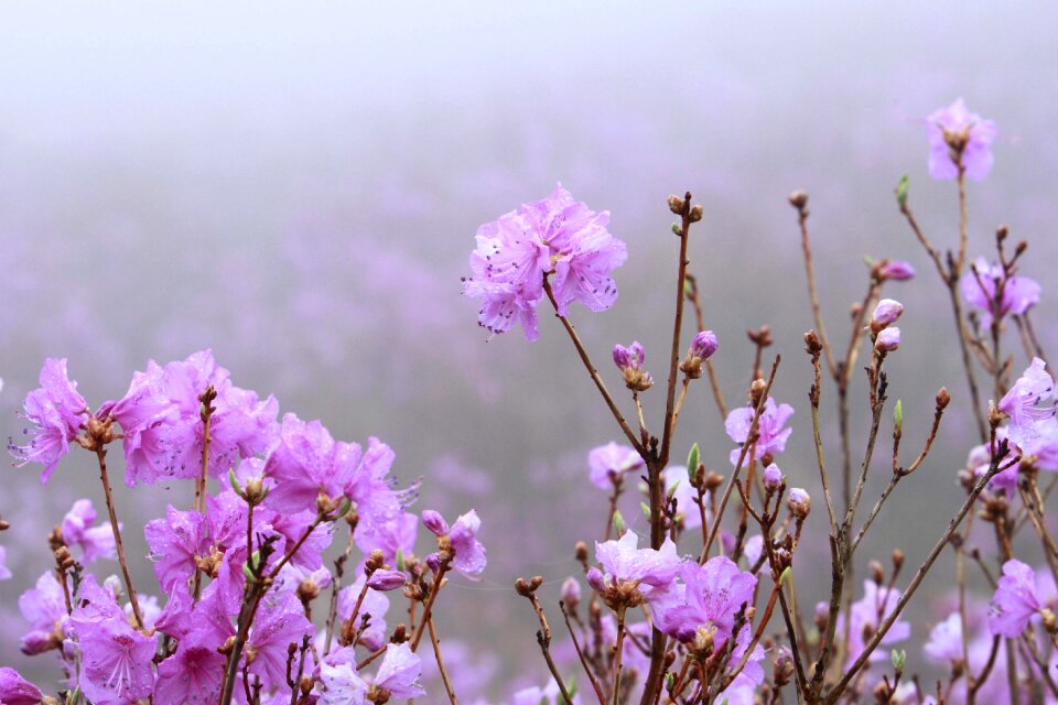 Plants summer petal