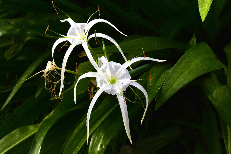 Nature wild flowers plant