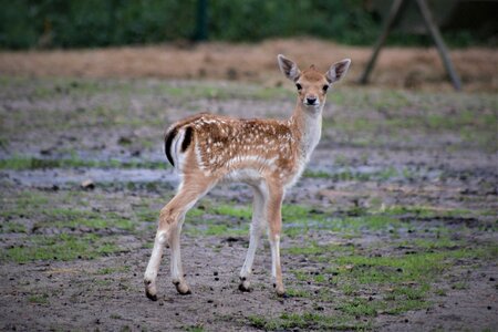 Animal world mammal young animal photo