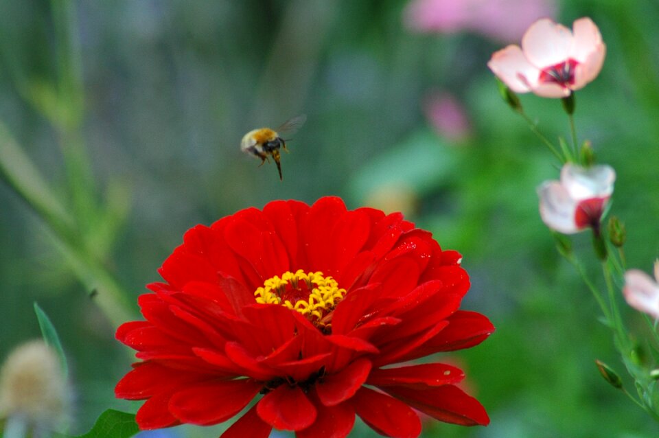 Yard red bumblebee