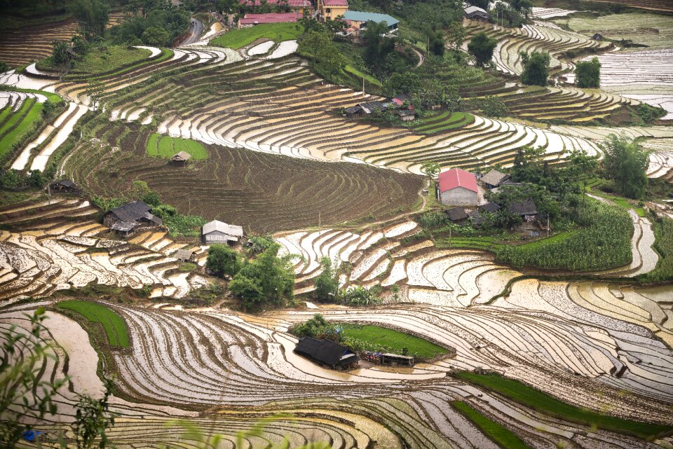 Vietnam rice season photo